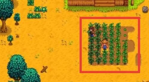 星露谷物语成熟后的种植技巧